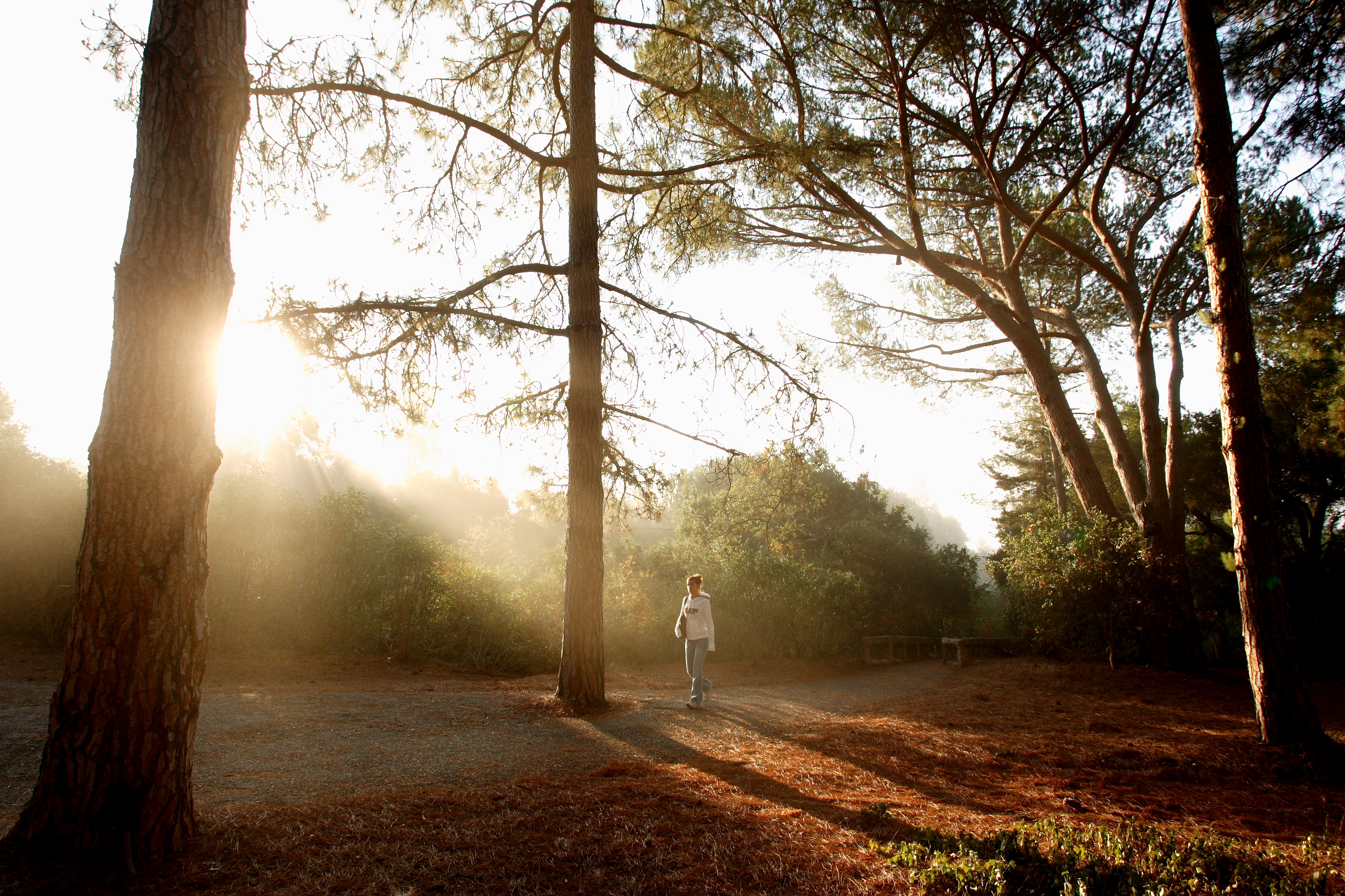 westmont pine forest