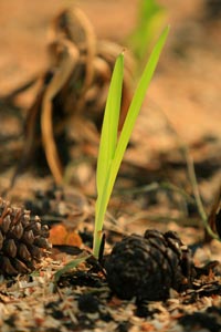 Bright Shoots