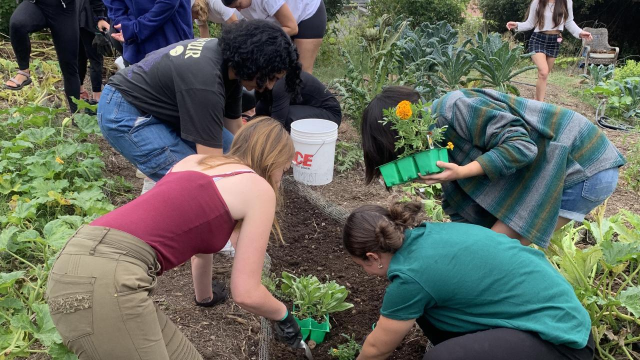 food systems students gardening
